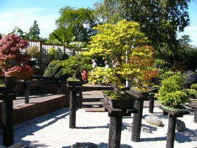 bonsai garden